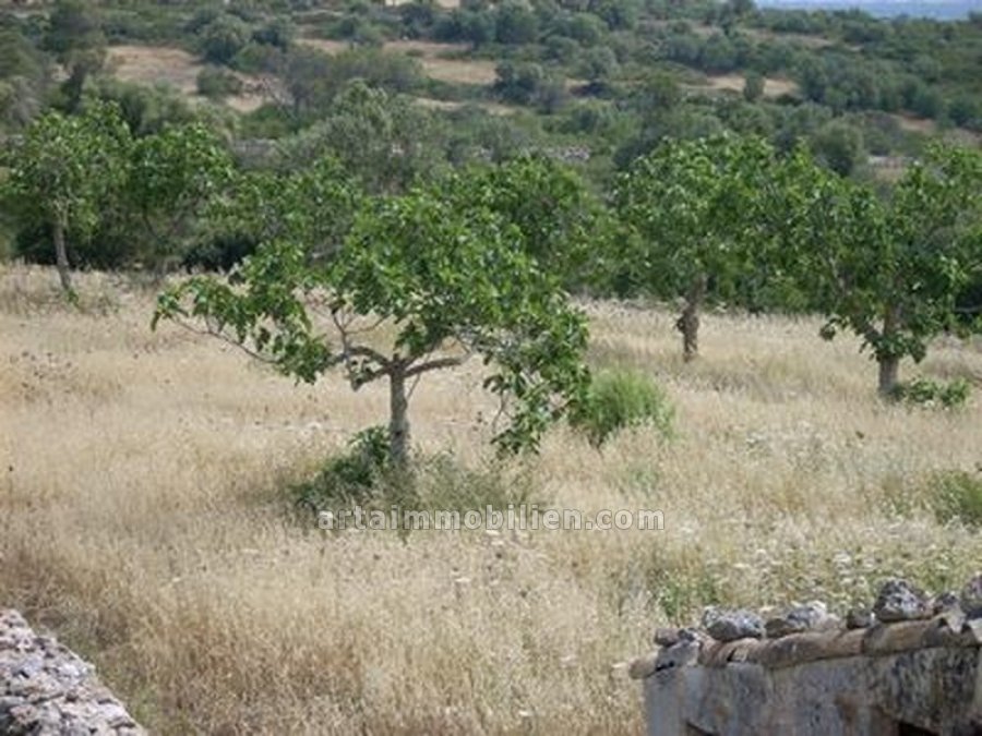 Fincas para reformar / Santa Margalida